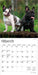 French Bulldogs 2026 Mini Wall Calendar