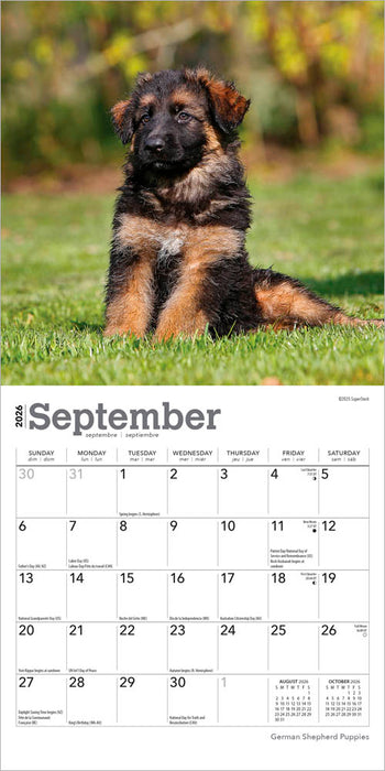 German Shepherd Puppies 2026 Mini Wall Calendar