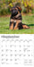 German Shepherd Puppies 2026 Mini Wall Calendar