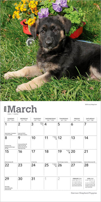 German Shepherd Puppies 2026 Mini Wall Calendar
