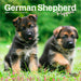 German Shepherd Puppies 2026 Mini Wall Calendar