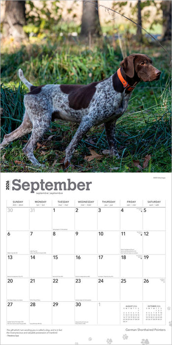 German Shorthaired Pointers 2026 Square Wall Calendar