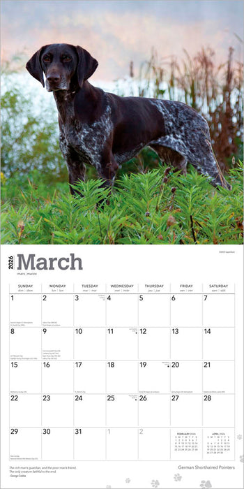 German Shorthaired Pointers 2026 Square Wall Calendar