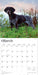 German Shorthaired Pointers 2026 Square Wall Calendar