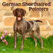 German Shorthaired Pointers 2026 Square Wall Calendar