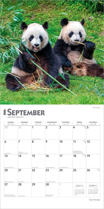 Giant Pandas 2026 Square Wall Calendar