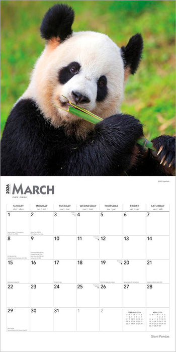 Giant Pandas 2026 Square Wall Calendar