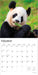 Giant Pandas 2026 Square Wall Calendar