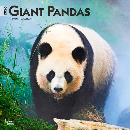 Giant Pandas 2026 Square Wall Calendar