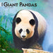 Giant Pandas 2026 Square Wall Calendar