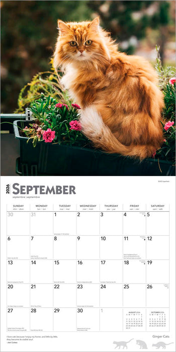 Ginger Cats 2026 Square Wall Calendar
