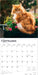 Ginger Cats 2026 Square Wall Calendar