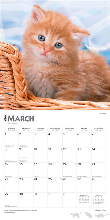 Ginger Cats 2026 Square Wall Calendar