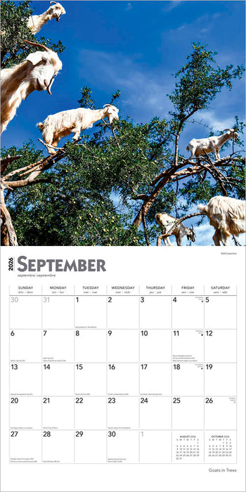 Goats in Trees 2026 Square Wall Calendar