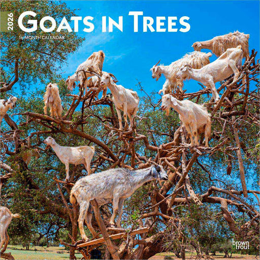 Goats in Trees 2026 Square Wall Calendar