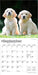 Golden Retriever Puppies 2026 Mini Wall Calendar