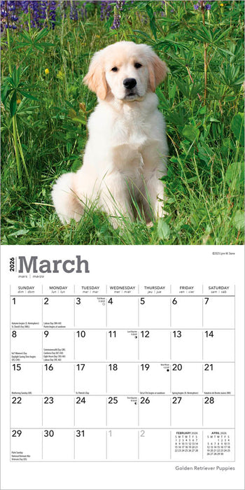 Golden Retriever Puppies 2026 Mini Wall Calendar