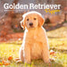 Golden Retriever Puppies 2026 Mini Wall Calendar