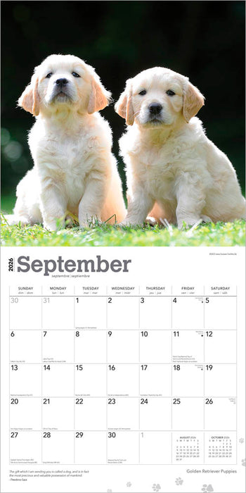 Golden Retriever Puppies 2026 Square Wall Calendar