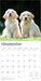 Golden Retriever Puppies 2026 Square Wall Calendar