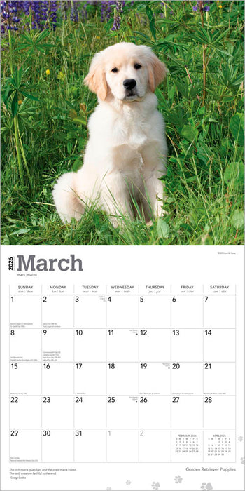 Golden Retriever Puppies 2026 Square Wall Calendar