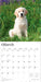 Golden Retriever Puppies 2026 Square Wall Calendar