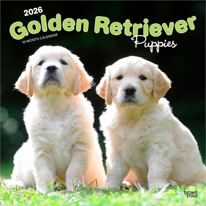 Golden Retriever Puppies 2026 Square Wall Calendar