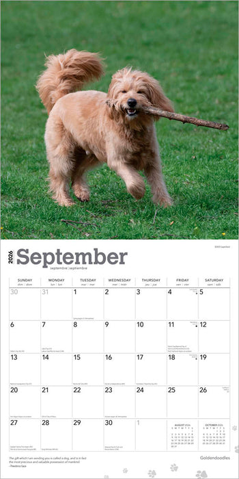 Goldendoodles 2026 Square Wall Calendar