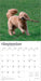 Goldendoodles 2026 Square Wall Calendar