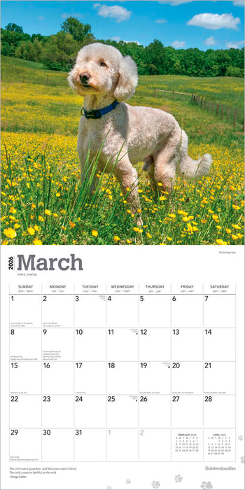 Goldendoodles 2026 Square Wall Calendar