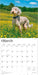 Goldendoodles 2026 Square Wall Calendar
