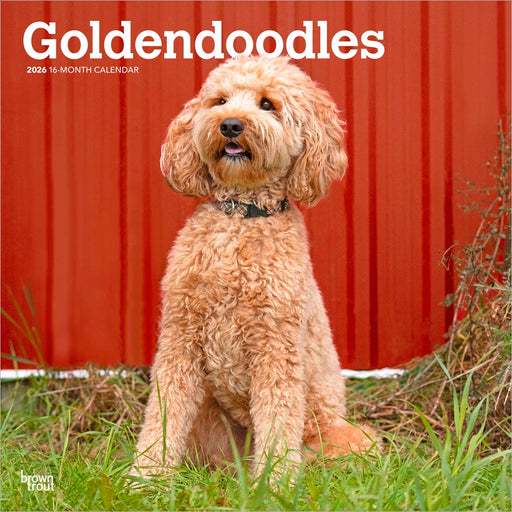 Goldendoodles 2026 Square Wall Calendar