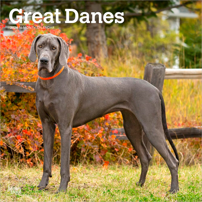Great Danes 2026 Square Wall Calendar