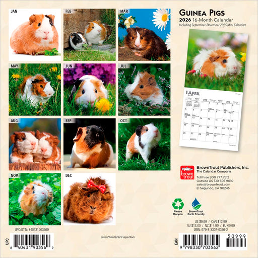 Guinea Pigs 2026 Mini Wall Calendar