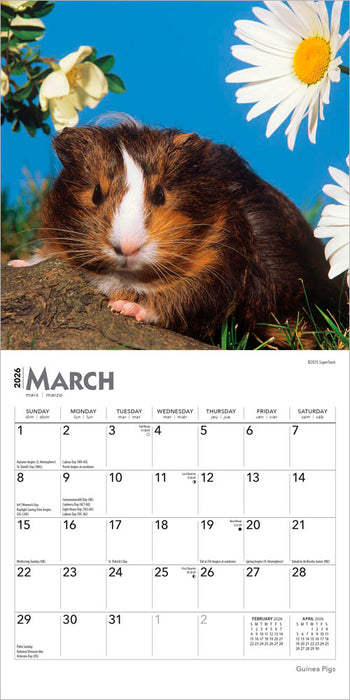 Guinea Pigs 2026 Mini Wall Calendar