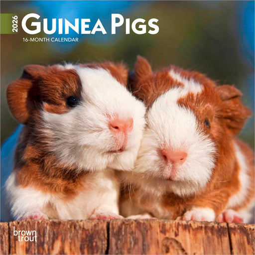 Guinea Pigs 2026 Mini Wall Calendar