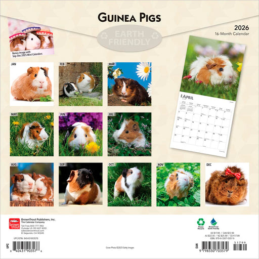 Guinea Pigs 2026 Square Wall Calendar