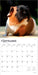 Guinea Pigs 2026 Square Wall Calendar