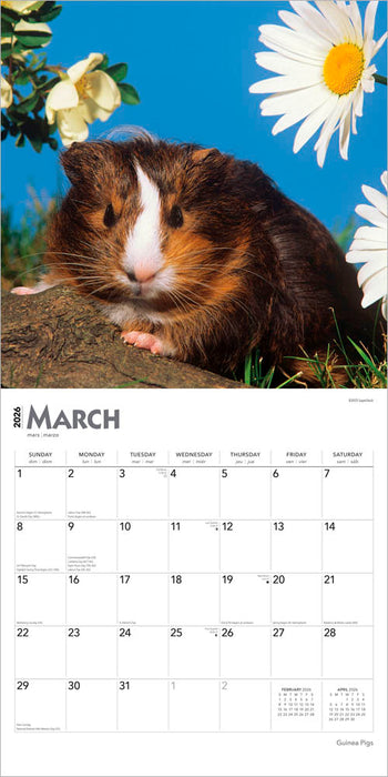 Guinea Pigs 2026 Square Wall Calendar