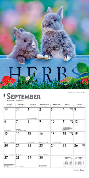 Honey Bunny 2026 Mini Wall Calendar