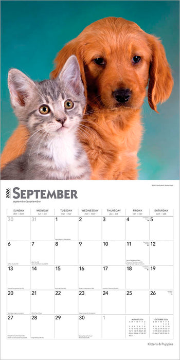 Kittens and Puppies 2026 Square Wall Calendar
