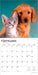 Kittens and Puppies 2026 Square Wall Calendar