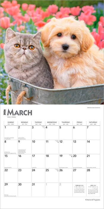 Kittens and Puppies 2026 Square Wall Calendar