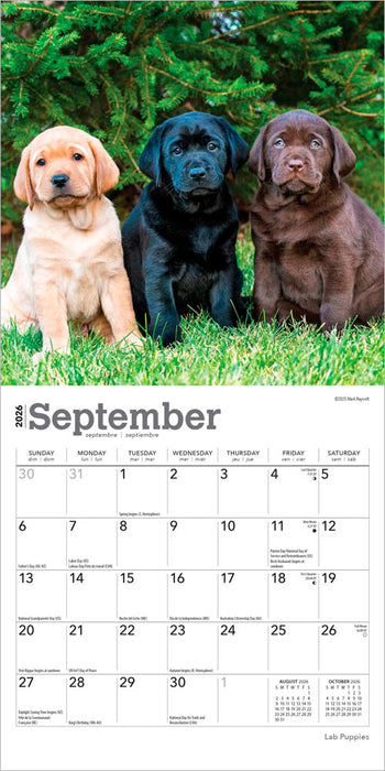 Lab Puppies 2026 Mini Wall Calendar