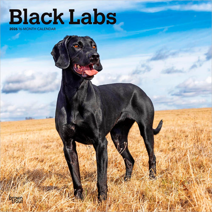 Black Labrador Retrievers 2026 Square Wall Calendar