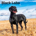 Black Labrador Retrievers 2026 Square Wall Calendar