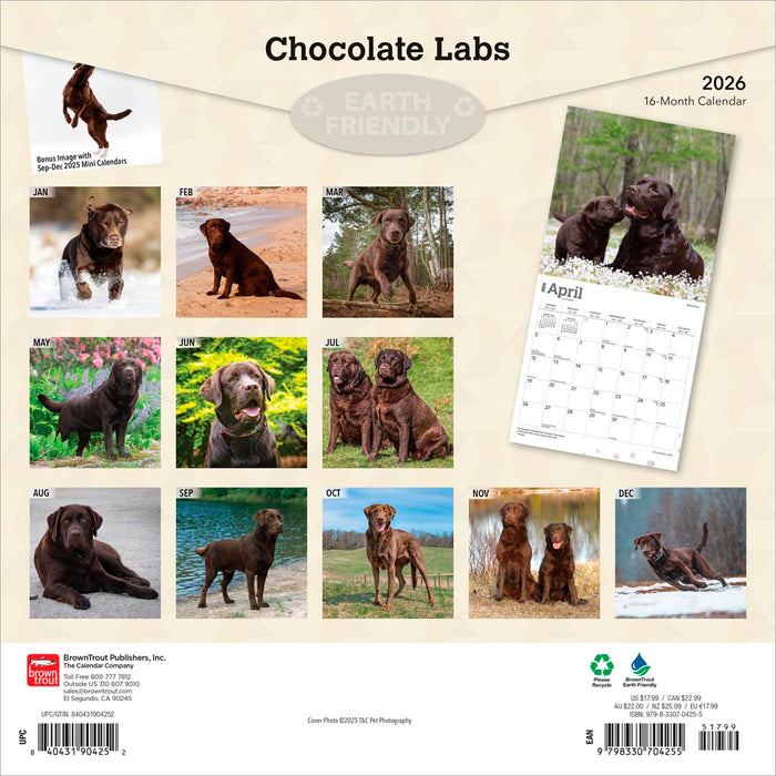 Chocolate Labrador Retrievers 2026 Square Wall Calendar