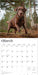 Chocolate Labrador Retrievers 2026 Square Wall Calendar