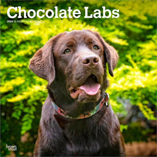 Chocolate Labrador Retrievers 2026 Square Wall Calendar