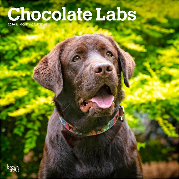 Chocolate Labrador Retrievers 2026 Square Wall Calendar